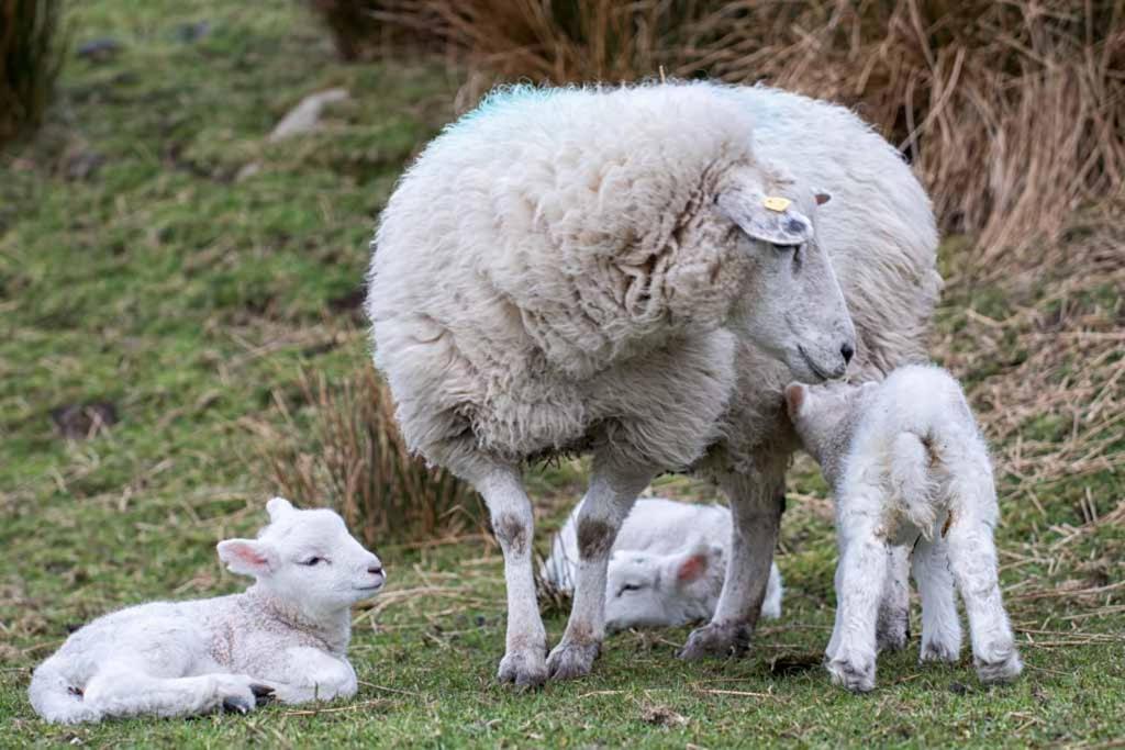 Devlin Farm Life Villa Westport Bagian luar foto